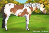Horse Color:Bay Tobiano Frame and Buckskin Tobiano Frame