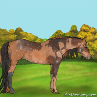 Horse Color:Brown  and Chestnut 