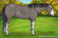 Horse Color:Grullo and Grullo Splash