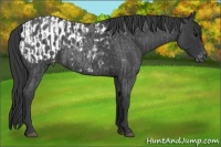 Horse Color:Blue Roan Appaloosa  and Blue Roan Appaloosa 