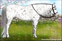 Horse Color:Grullo Appaloosa Brindle and Brown Dun Appaloosa Brindle