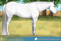 Horse Color:Brown Dun Appaloosa Brindle  and Brown Dun Appaloosa Brindle 