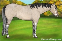 Horse Color:Bay Roan Dun  and Bay Roan Dun Splash 