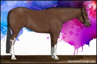 Horse Color:Bay  and Bay 