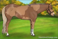 Horse Color:Chestnut and Chestnut