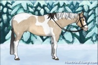 Horse Color:Buckskin Roan Dun Splash Tobiano 