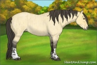 Horse Color:Buckskin Roan Dun  and Buckskin Roan Dun 
