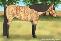 Horse Color:Bay  and Buckskin 