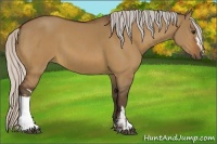 Horse Color:Silver Bay Dun  and Silver Bay Dun 