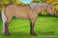 Horse Color:Silver Bay Dun  and Silver Bay Dun 