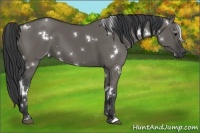 Horse Color:White Spotted Grullo