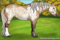Horse Color:Silver Bay Dun  and Silver Bay Dun Frame 