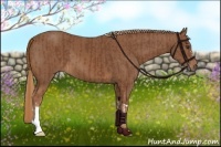 Horse Color:Chestnut  and Chestnut 