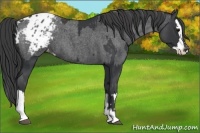 Horse Color:Black Appaloosa and Blue Roan Splash Appaloosa