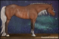 Horse Color:Silver Bay  and Silver Bay Rabicano 