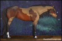 Horse Color:Bay  and Buckskin 