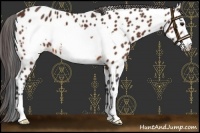 Horse Color:Bay Frame Appaloosa 