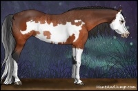 Horse Color:Brown Splash Frame Rabicano  and Brown Splash Frame Rabicano 