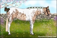 Horse Color:Chestnut Tobiano Rabicano  and Gold Champagne Tobiano Rabicano 