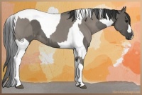 Horse Color:Grullo Roan  and Grullo Tobiano 
