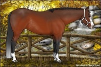 Horse Color:Brown Splash Frame Rabicano 