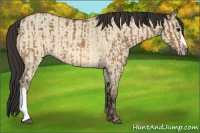 Horse Color:Bay Dun  and Amber Champagne Dun 
