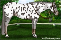 Horse Color:Liver Chestnut Appaloosa 