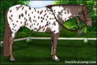 Horse Color:Liver Chestnut Appaloosa 