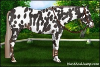 Horse Color:Liver Chestnut Appaloosa 