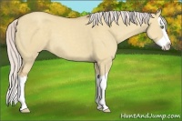 Horse Color:Silver Classic Champagne Dun Splash 