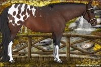 Horse Color:Bay Appaloosa 