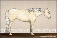 Horse Color:Plaid  White Spotted Silver Sable Champagne Pearl Dun 