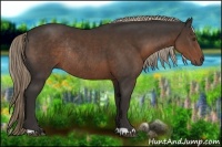 Horse Color:Liver Chestnut Rabicano 