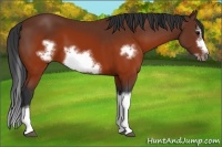 Horse Color:Brown Splash Frame 