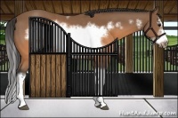 Horse Color:Buckskin Splash Frame Rabicano