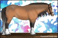 Horse Color:Buckskin Splash Frame Rabicano