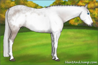 Horse Color:Gray Brown Splash Frame Rabicano