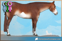 Horse Color:Chocolate Brown Sabino Splash Frame Rabicano 