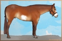Horse Color:Chocolate Brown Sabino Splash Frame Rabicano