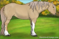 Horse Color:Palomino Dun Tobiano 