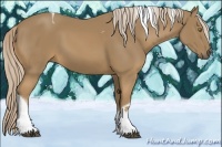 Horse Color:Palomino Tobiano 