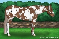Horse Color:White Spotted Chestnut 