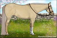 Horse Color:Chocolate Palomino Dun 