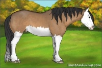 Horse Color:Bay Dun Splash