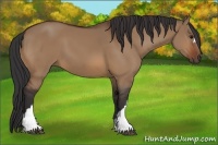 Horse Color:Bay Dun