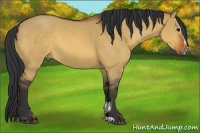 Horse Color:Bay Dun Sabino 