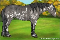 Horse Color:Black Splash and Grullo