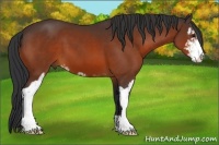 Horse Color:Bay Sabino