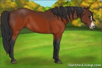 Horse Color:Brown Splash Frame Rabicano