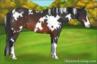 Horse Color:White Spotted Brown Sabino 